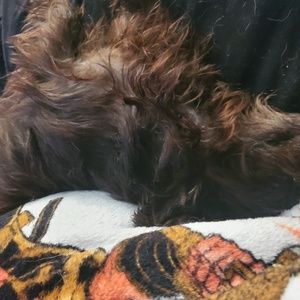 Meet your Posher, Cassandra